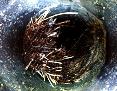 Root of sewer problems - image.